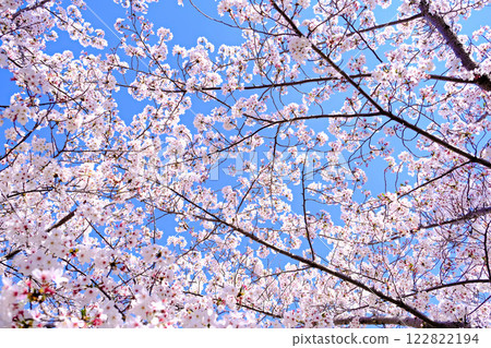 Cherry blossoms in full bloom shining in the blue sky 122822194