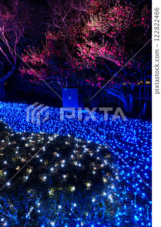 2025 奈良瑠惠：出口處燈火輝煌的紅山茶花② 122822466