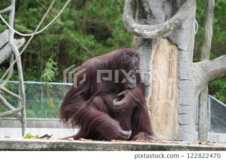 Orangutan watching 122822470