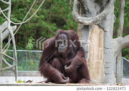 紅毛猩猩盯著看 122822471