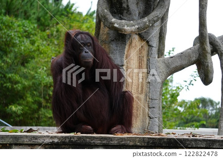 紅猩猩側面朝前 122822478