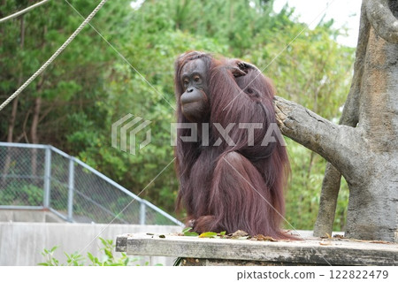紅色猩猩擺姿勢 122822479