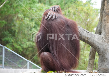 紅猩猩回頭看 122822482