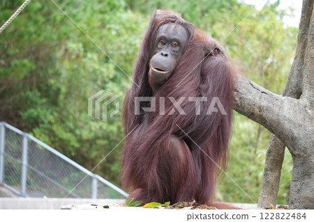 Orangutan making a cute pose Orangutan making a cute pose 122822484