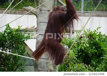 紅猩猩走鋼絲 122822486