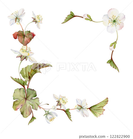 Spring white apple cherry sakura flowers with leaves, forest cloudberry anemone primrose ephemera, hand drawn in watercolor. Corner frame isolated illustration, for wedding, florist shop, scrapbooking 122822900