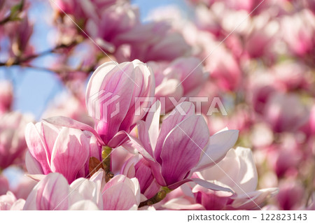 magnolia soulangeana in full bloom. sunny weather in spring. beautiful outdoor nature background. pink flowers on the branch in morning light 122823143