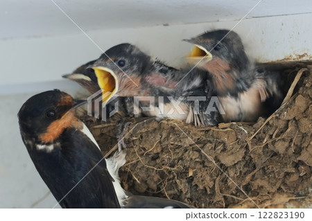 Swallow's nest: Parent bird and three chicks 122823190