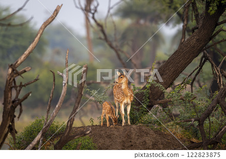 Wild female Spotted deer Chital or Cheetal or axis axis mother with her fawn keoladeo national park bharatpur bird sanctuary Rajasthan India natural scenery view winter season green colorful landscape Wild female Spotted deer Chital or Cheetal or axis axis mother with her fawn keoladeo national park bharatpur bird sanctuary Rajasthan India natural scenery view winter season green colorful landscape 122823875