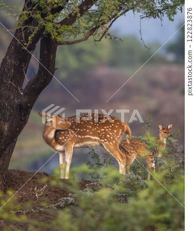 Wild female Spotted deer Chital or Cheetal or axis axis mother with her fawn keoladeo national park bharatpur bird sanctuary Rajasthan India natural scenery view winter season green colorful landscape 122823876