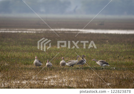 Greylag goose or Anser anser flock family at keoladeo national park or bharatpur bird sanctuary rajasthan india asia bird in open grassland with shallow water or wetland during winter season migration Greylag goose or Anser anser flock family at keoladeo national park or bharatpur bird sanctuary rajasthan india asia bird in open grassland with shallow water or wetland during winter season migration 122823878