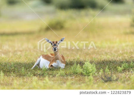 wild male blackbuck or antilope cervicapra or indian antelope closeup or portrait in natural green background at Blackbuck National Park Velavadar bhavnagar gujrat india asia wild male blackbuck or antilope cervicapra or indian antelope closeup or portrait in natural green background at Blackbuck National Park Velavadar bhavnagar gujrat india asia 122823879
