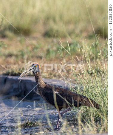 Red naped ibis or Indian black ibis or Pseudibis papillosa bird closeup or portrait at tal chhapar blackbuck sanctuary rajasthan india asia Red naped ibis or Indian black ibis or Pseudibis papillosa bird closeup or portrait at tal chhapar blackbuck sanctuary rajasthan india asia 122823880