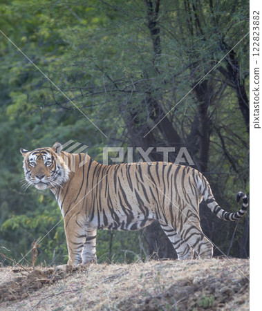 dominant wild bengal tiger or panthera tigris Ranthambore National Park Forest Reserve India. male in prime age side profile closeup with eye contact standing in territory natural green jungle safari dominant wild bengal tiger or panthera tigris Ranthambore National Park Forest Reserve India. male in prime age side profile closeup with eye contact standing in territory natural green jungle safari 122823882