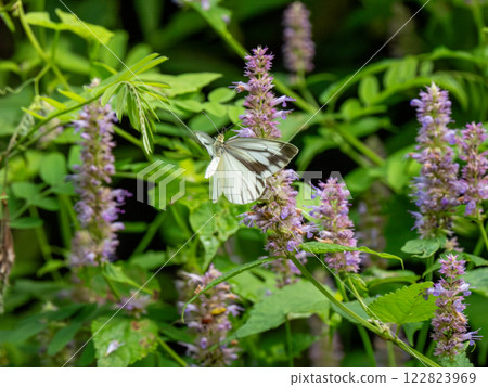 White-striped Butterfly 122823969