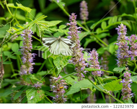 White-striped Butterfly 122823970
