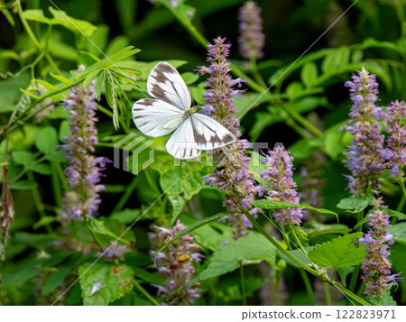 White-striped Butterfly 122823971