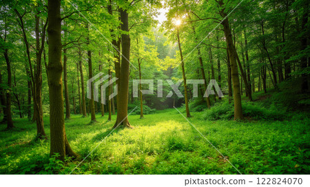 Sunlit forest with tall trees and lush green foliage, sunlight filtering through leaves creating serene and peaceful atmosphere. Sunlight filtering through lush green forest trees 122824070