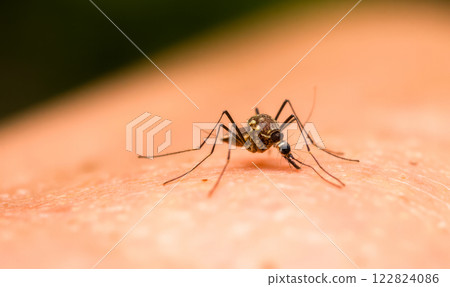 Close-up of mosquito feeding on human skin, transmitting diseases such as malaria, dengue, and Zika virus. Bloodsucking insect posing health risks, illnesses, public health hazard 122824086