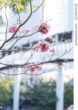 Rosy Trumpet or Pink Tacoma tree, Tabebuia rosea, cheerful blooming against city scene. 122824138