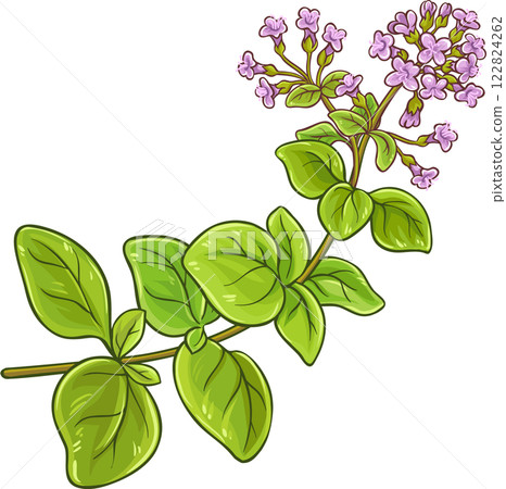 Oregano Branch Colored Detailed Illustration 122824262