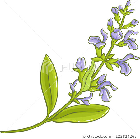 Sage Plant with Flowers and Leaves Colored Detailed Illustration. 122824263