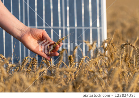 Farmer touches ear of wheat. Close up. Solar panel in the background. 122824355