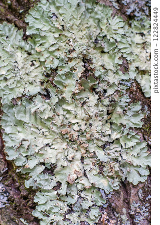 Lichen moss on tree. Natural background. Flavoparmelia caperata is a lichen of the Parmeliaceae family. Lichen moss on tree. Natural background. Flavoparmelia caperata is a lichen of the Parmeliaceae family. 122824449