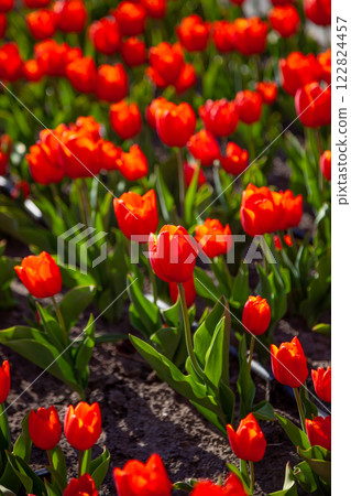 Red tulips background. Flower bud in spring. Tulip close up. Red tulips background. Flower bud in spring. Tulip close up. 122824457