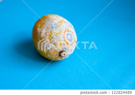 Moldy lemon on a blue background. Botulism spores on spoiled fruit. Rotten lemon. Moldy lemon on a blue background. Botulism spores on spoiled fruit. Rotten lemon. 122824489