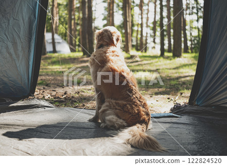 Golden Retriever Sitting Inside Camp Tent, Back View 122824520
