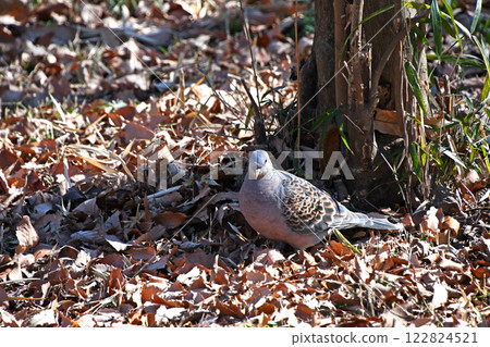 Pheasant butterfly (chick pigeon) Pheasant butterfly (chick pigeon) 122824521