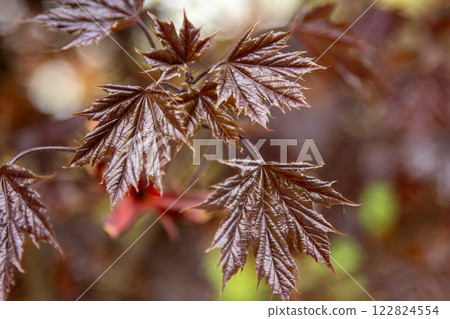 Red leaves of Japanese maple. Red leaves of Japanese maple. 122824554