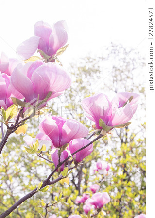 Pink magnolia flowers. Flower bud on a tree branch in the garden. Pink magnolia flowers. Flower bud on a tree branch in the garden. 122824571