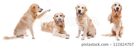 Golden retriever dog giving paw sideways isolated on white background 122824707
