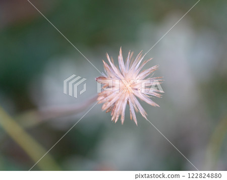 Delicate flower blooming in nature's calm close-up serene environment Delicate flower blooming in nature's calm close-up serene environment 122824880