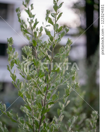 Lush green plant growth urban garden nature scenic setting close-up botanical beauty Lush green plant growth urban garden nature scenic setting close-up botanical beauty 122824881