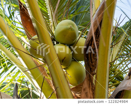 Harvesting green coconut fruits tropical plantation nature outdoor close-up agricultural practices 122824984