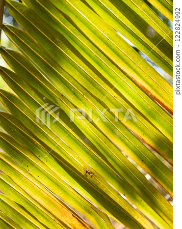 Vibrant green palm leaves tropical location nature lush environment close-up view natural beauty 122824992