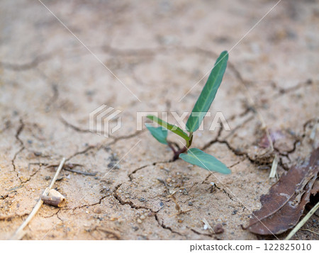 Resilient plant growth in arid soil nature dry environment close-up perspective Resilient plant growth in arid soil nature dry environment close-up perspective 122825010
