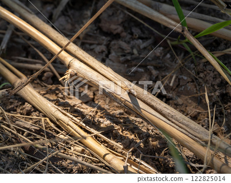 Exploring serene grasslands a close-up of nature's texture rural setting natural light macro view 122825014