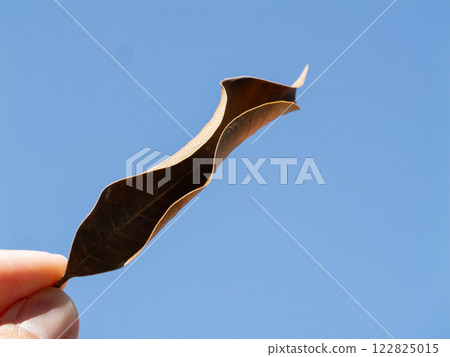 Hand holding a curved dried leaf against a clear blue sky nature outdoor macro 122825015