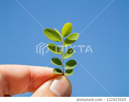 Hand holding a green leaf against a clear sky nature focus outdoor close-up organic beauty Hand holding a green leaf against a clear sky nature focus outdoor close-up organic beauty 122825020