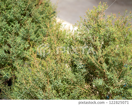 Exploring lush greenery nature photography outdoor setting close-up perspective botanical beauty Exploring lush greenery nature photography outdoor setting close-up perspective botanical beauty 122825071