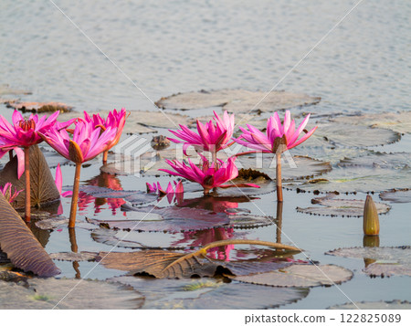 Lotus flower blossoms in tranquil water nature scene outdoor serenity scenic view 122825089