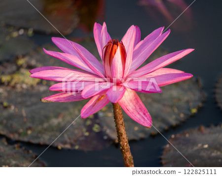 Lotus flower blooms gracefully on still water nature's beauty serene environment close-up view 122825111