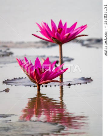 Lotus flower blooming in tranquil waters nature photography serene environment close-up view 122825151