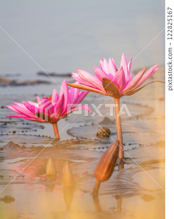 Lotus flower blooming in tranquil pond nature photography serene environment close-up view 122825167