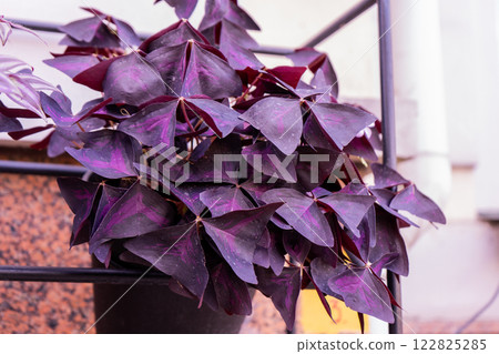 Oxalis flower. Purple leaves. 122825285
