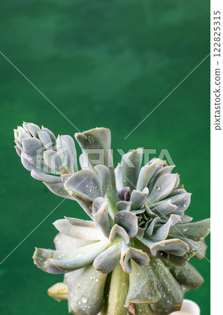 Echeveria blue swan flower. Succulent plant. Flower bud 122825315